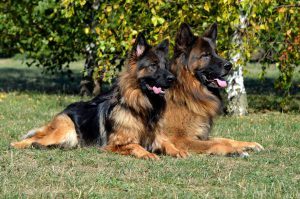 12182863 1140910752605322 967033925338430207 o 300x199 - Berger allemand lyon rhône alpes isère berger allemand poils longs berger allemand france