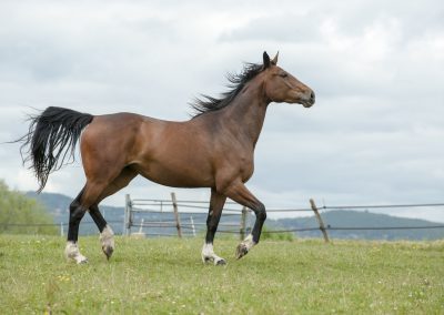 BAMBA 400x284 - Chevaux