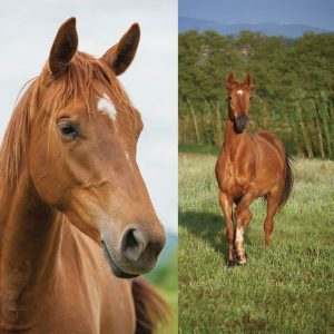 Belle 300x300 - Belle