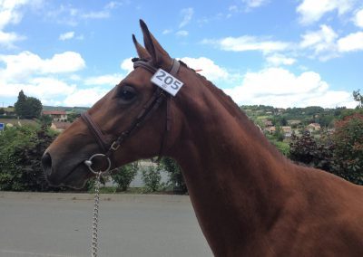 ECLAT 1 400x284 - Chevaux