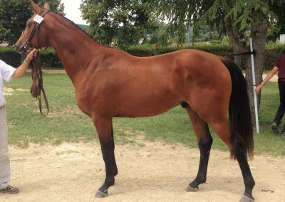 ECLAT 400x284 - Chevaux