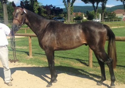 EXTRA 400x284 - Chevaux