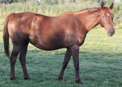 Jolie 400x284 - Chevaux