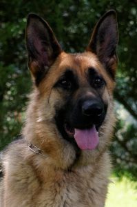 Lena 2 199x300 - Lena-2