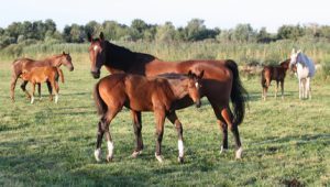 Photo à droite 300x170 - Jolie et Belle, Jana et Bamba, Magie et Bulle