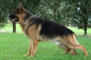 Statique Haxo 2 300x200 - Statique Haxo-2