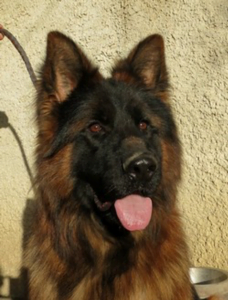 chien1 228x300 - chien1