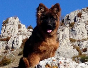 chien2 300x233 - chien2