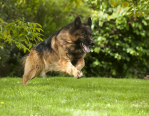chien3 300x233 - Elevage LOF Berger allemand poils longs Nacrés de Vénus Combe Delacquis