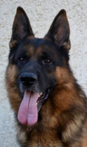 chien4 178x300 - chien4