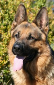 chien5 189x300 - chien5