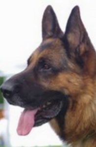 chien7 196x300 - chien7