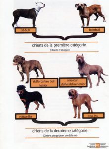 chiens 1ere et 2eme categorie f1f31 221x300 - chiens_1ere_et_2eme_categorie-f1f31