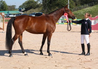 ULTRA CHAZEY 20011 045 400x284 - Chevaux