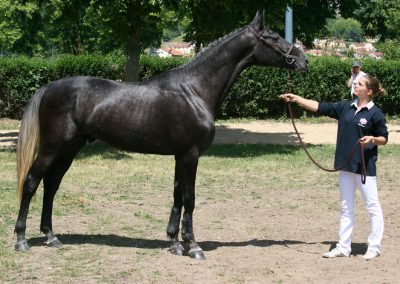 VOLT CLUNY 2011 028 400x284 - Chevaux