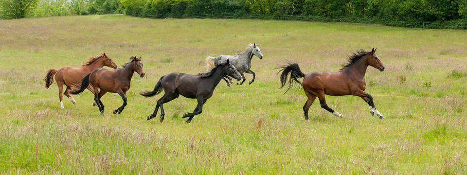 groupe - Chevaux