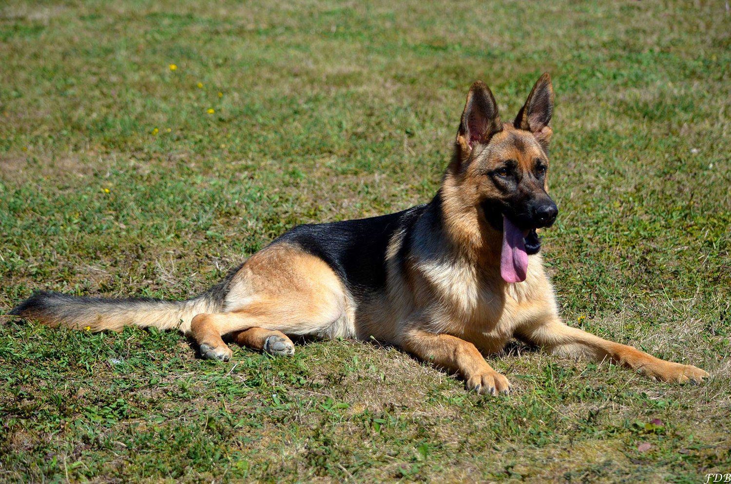 Vaccination & vermifuges Vaccination small - Vaccination & vermifuges