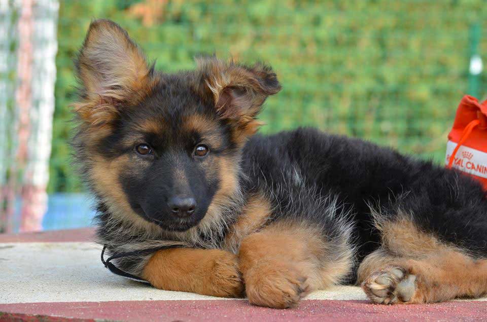 ibis small - Ecole des chiots