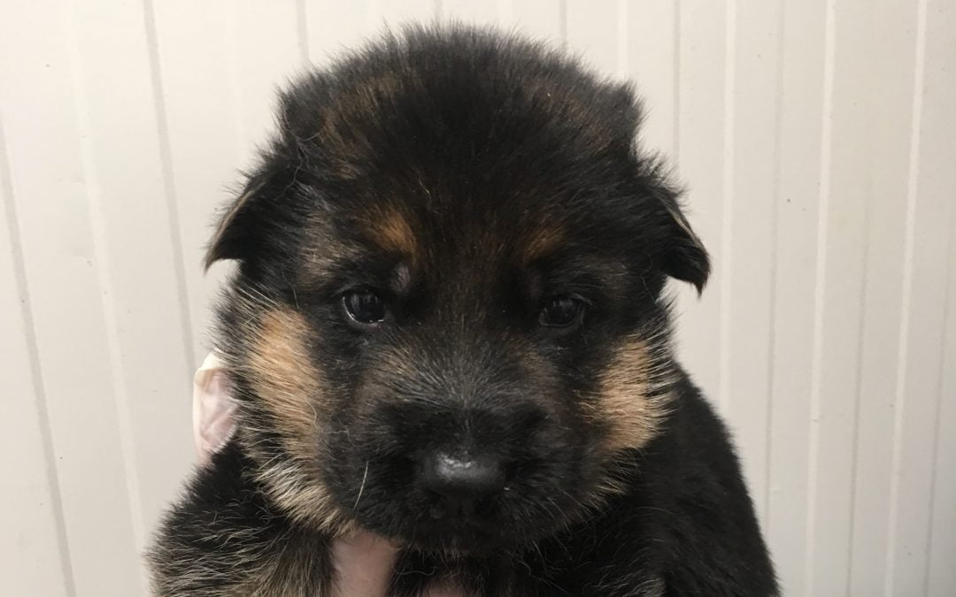 Petit chiot bientôt disponible
