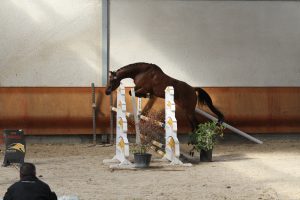 IMG 0802 300x200 - IMG_0802