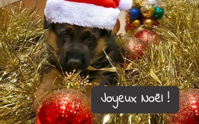 noel photo 400x250 - Actualités