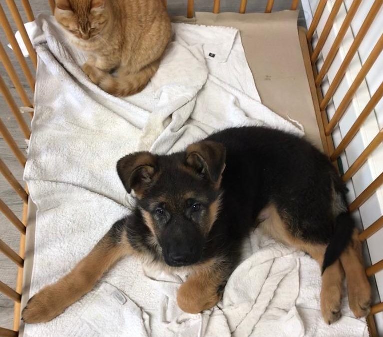 Chien et chat font bons amis