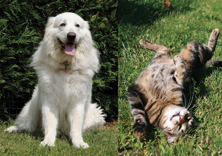 chien et chat - Accueil