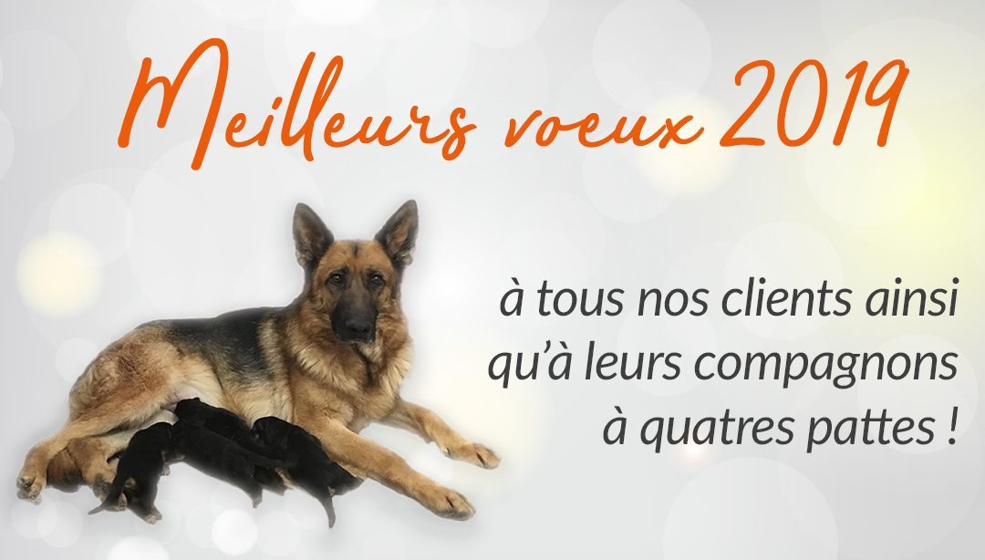 Meilleurs voeux 2019