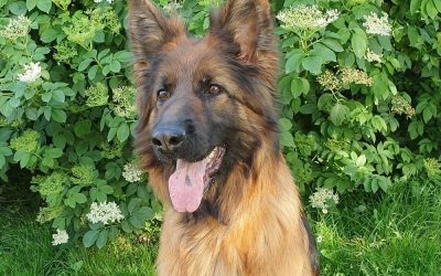 berger allemand poil long e1589884165438 400x250 - Actualités
