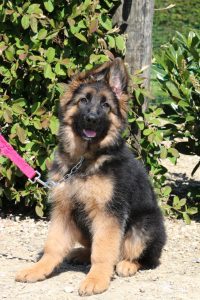 Education canine chiot laisse 200x300 - Education canine chiot laisse