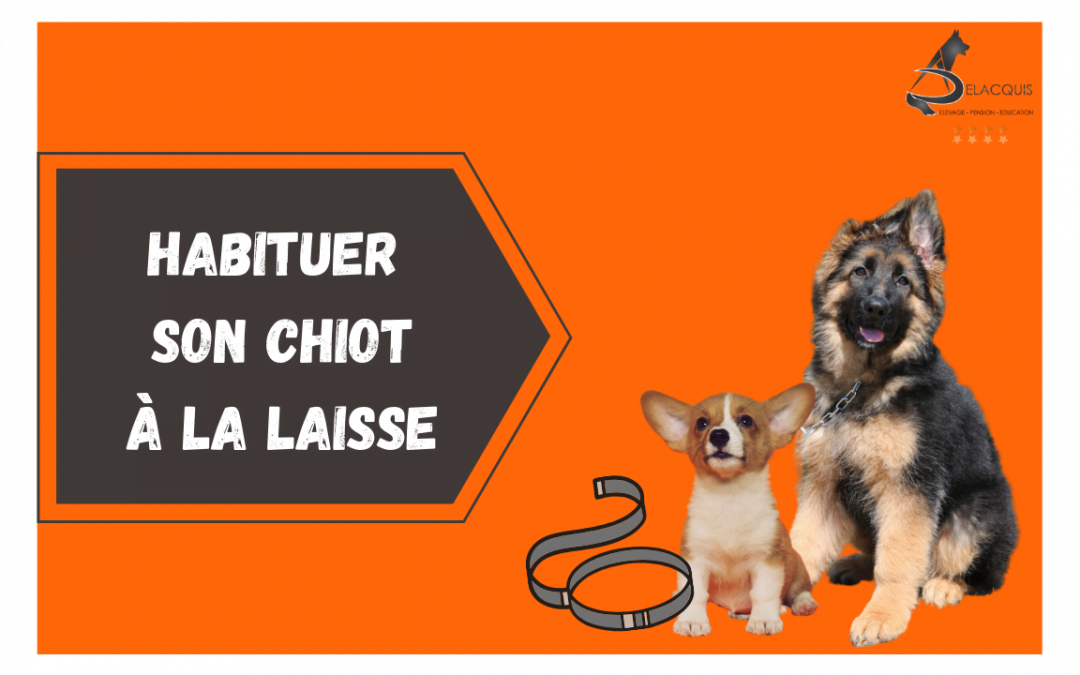 L’éducation canine du chiot : lui faire accepter la laisse