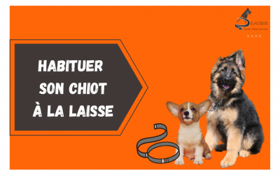 HABITUER SON CHIOT A LA LAISSE 400x250 - Actualités