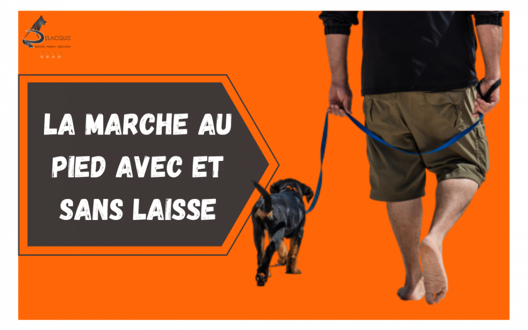 Education canine: la marche au pied avec et sans laisse