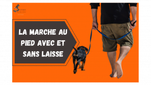 LA MARCHE AU PIED CHIEN LAISSE 300x169 - LA MARCHE AU PIED CHIEN LAISSE