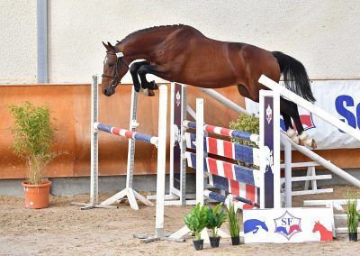 I AM de Blancheville 400x284 - Chevaux