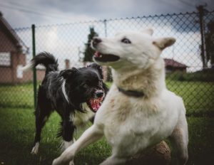 tadeusz lakota TuZAfYl6IK4 unsplash 300x232 - tadeusz-lakota-TuZAfYl6IK4-unsplash