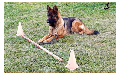 HABITUER SON CHIOT A LA LAISSE 1 400x250 - Actualités