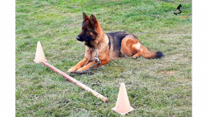 HABITUER SON CHIOT A LA LAISSE 300x169 - HABITUER SON CHIOT A LA LAISSE