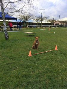 IMG 20210125 WA0011 225x300 - Concours d'éducation canine Combe-Delacquis: une belle réussite !