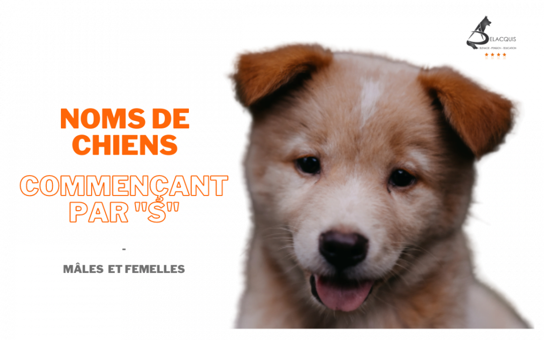 Noms originaux pour chiens commençant par “s” pour mâles et femelles