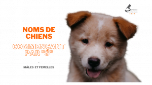 Noms de chiens en s delacquis 300x169 - Noms de chiens en s delacquis