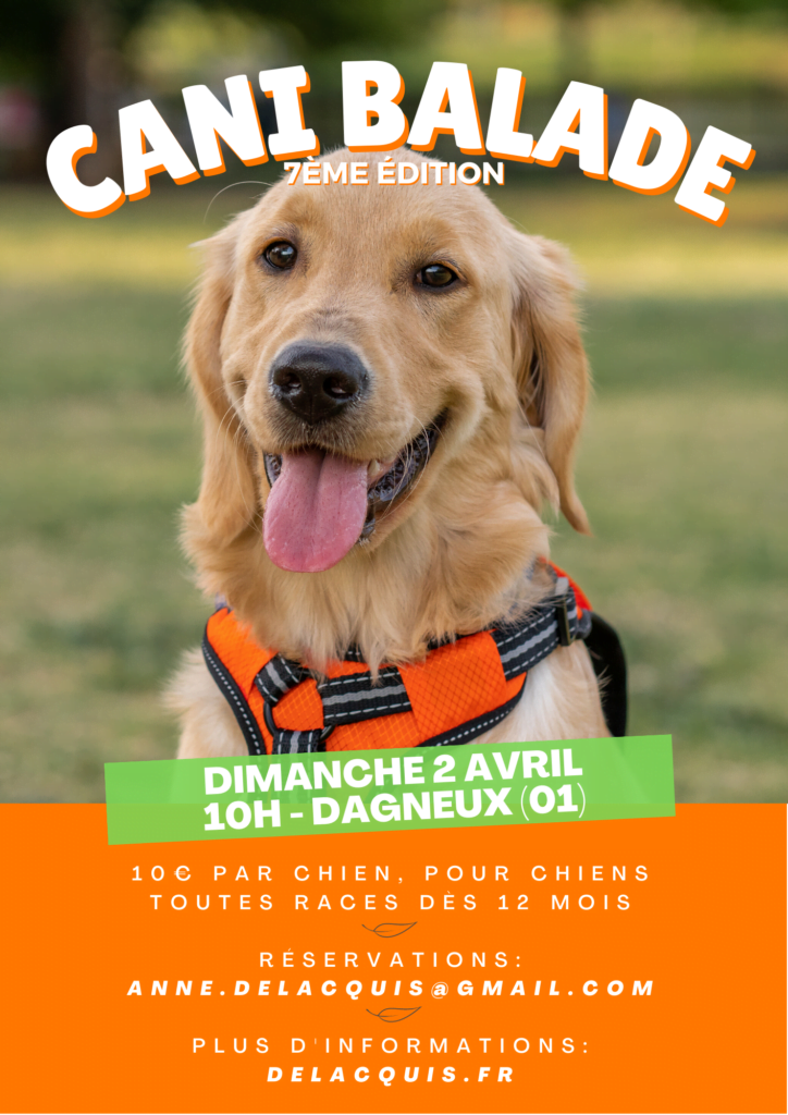 9 1 724x1024 - La Cani-Marche ou Cani-balade : un loisir canin de groupe