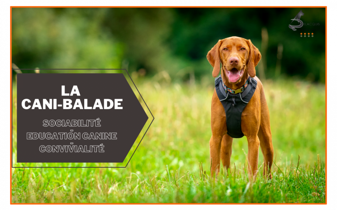 La Cani-Marche ou Cani-balade : un loisir canin de groupe