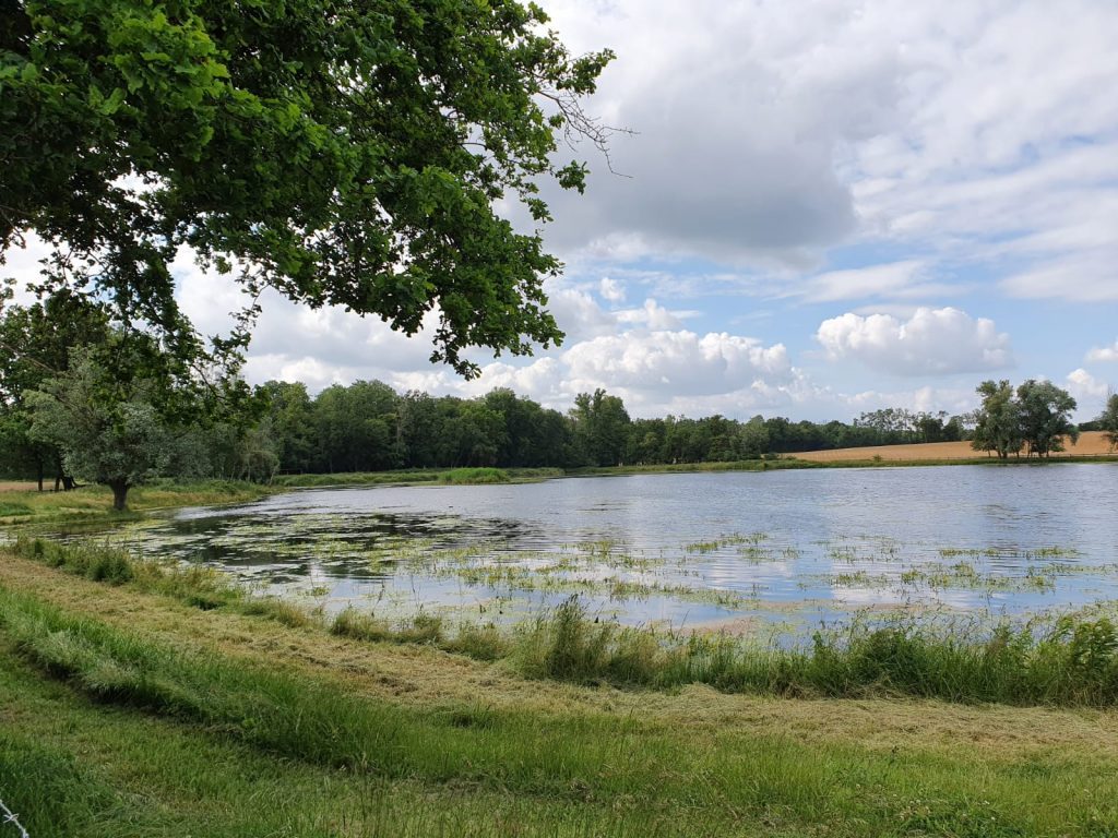 La Cani-Marche ou Cani-balade : un loisir canin de groupe IMG 20210614 WA0000 1024x768 - La Cani-Marche ou Cani-balade : un loisir canin de groupe