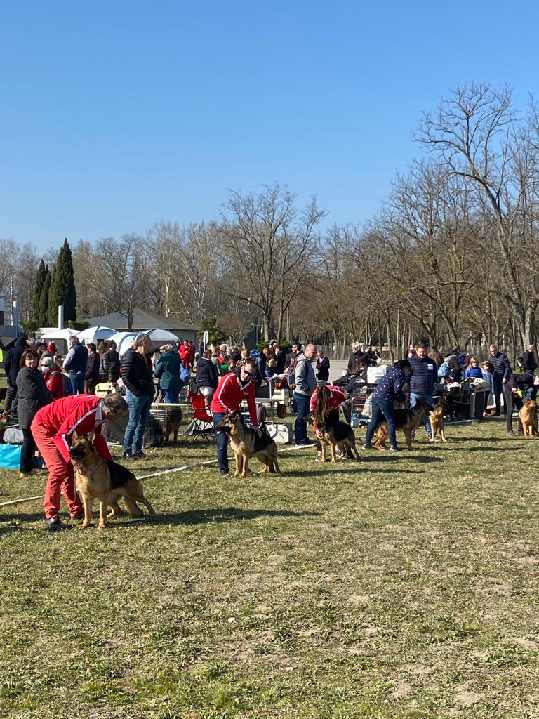 IMG 20220316 WA0003 - Exposition canine toutes races - Valence 2022 : un succès pour l'élevage de Bergers Allemands des Nacrés de Vénus
