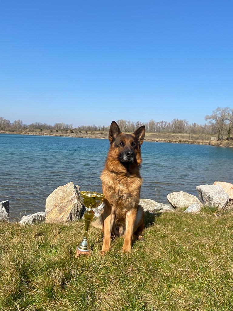 IMG 20220316 WA0009 - Exposition canine toutes races - Valence 2022 : un succès pour l'élevage de Bergers Allemands des Nacrés de Vénus