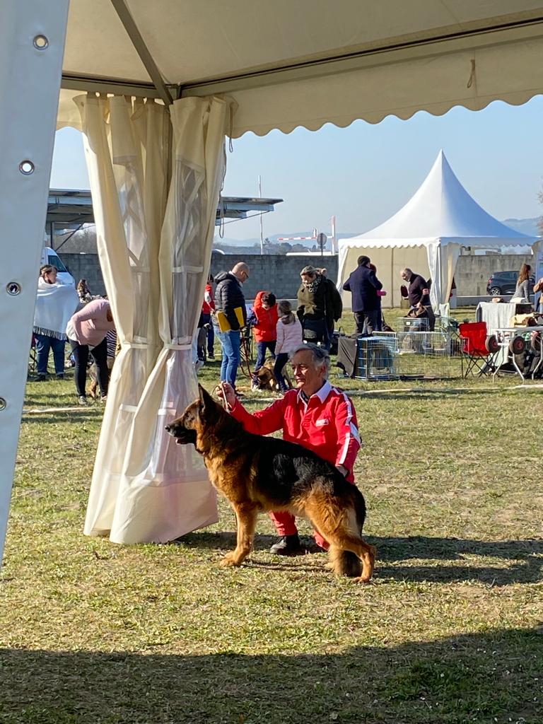 IMG 20220316 WA0013 - Exposition canine toutes races - Valence 2022 : un succès pour l'élevage de Bergers Allemands des Nacrés de Vénus