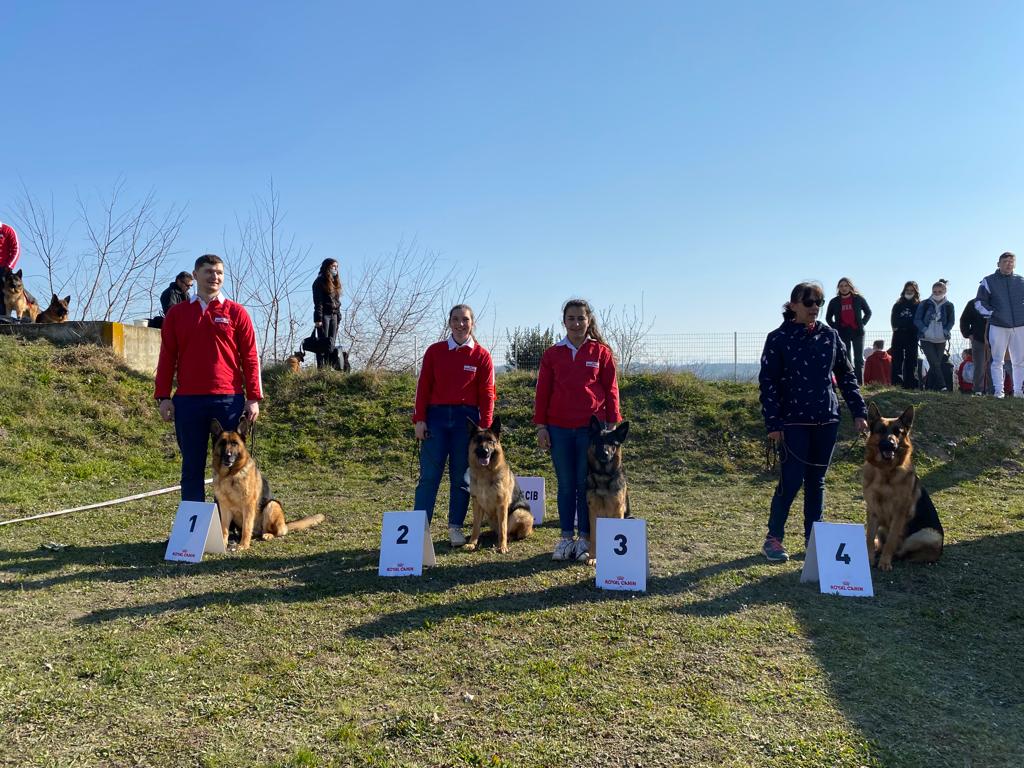 IMG 20220316 WA0017 - Exposition canine toutes races - Valence 2022 : un succès pour l'élevage de Bergers Allemands des Nacrés de Vénus