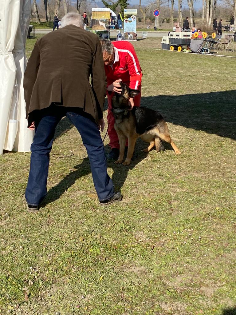 IMG 20220316 WA0018 - Exposition canine toutes races - Valence 2022 : un succès pour l'élevage de Bergers Allemands des Nacrés de Vénus