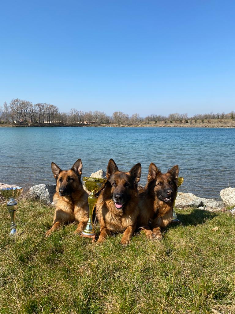 IMG 20220316 WA0026 - Exposition canine toutes races - Valence 2022 : un succès pour l'élevage de Bergers Allemands des Nacrés de Vénus